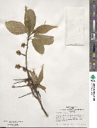 Stachyurus praecox image