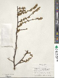 Stachyurus praecox image