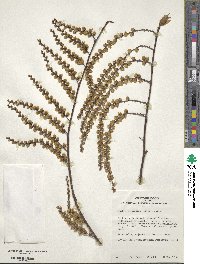 Stachyurus praecox image