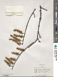 Stachyurus praecox image