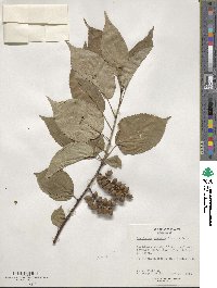 Stachyurus praecox image