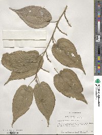 Stachyurus praecox image