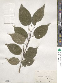 Stachyurus praecox image