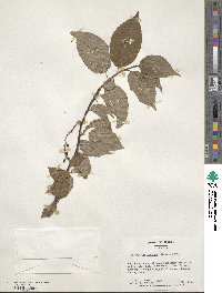 Stachyurus praecox image