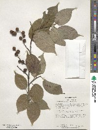 Stachyurus praecox image