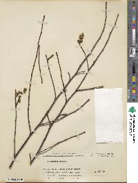 Stachyurus praecox image