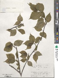 Stachyurus praecox image