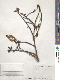 Stachyurus praecox image