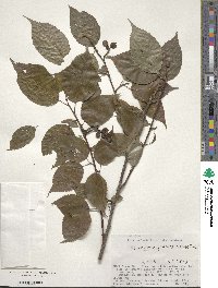 Stachyurus praecox image