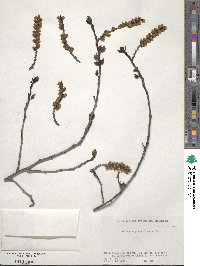 Stachyurus praecox image