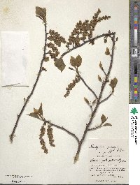 Stachyurus praecox image