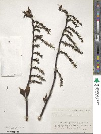 Stachyurus praecox image