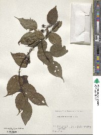 Stachyurus praecox image