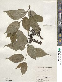 Stachyurus praecox image