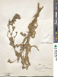 Malesherbia paniculata image