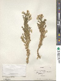 Malesherbia solanoides image