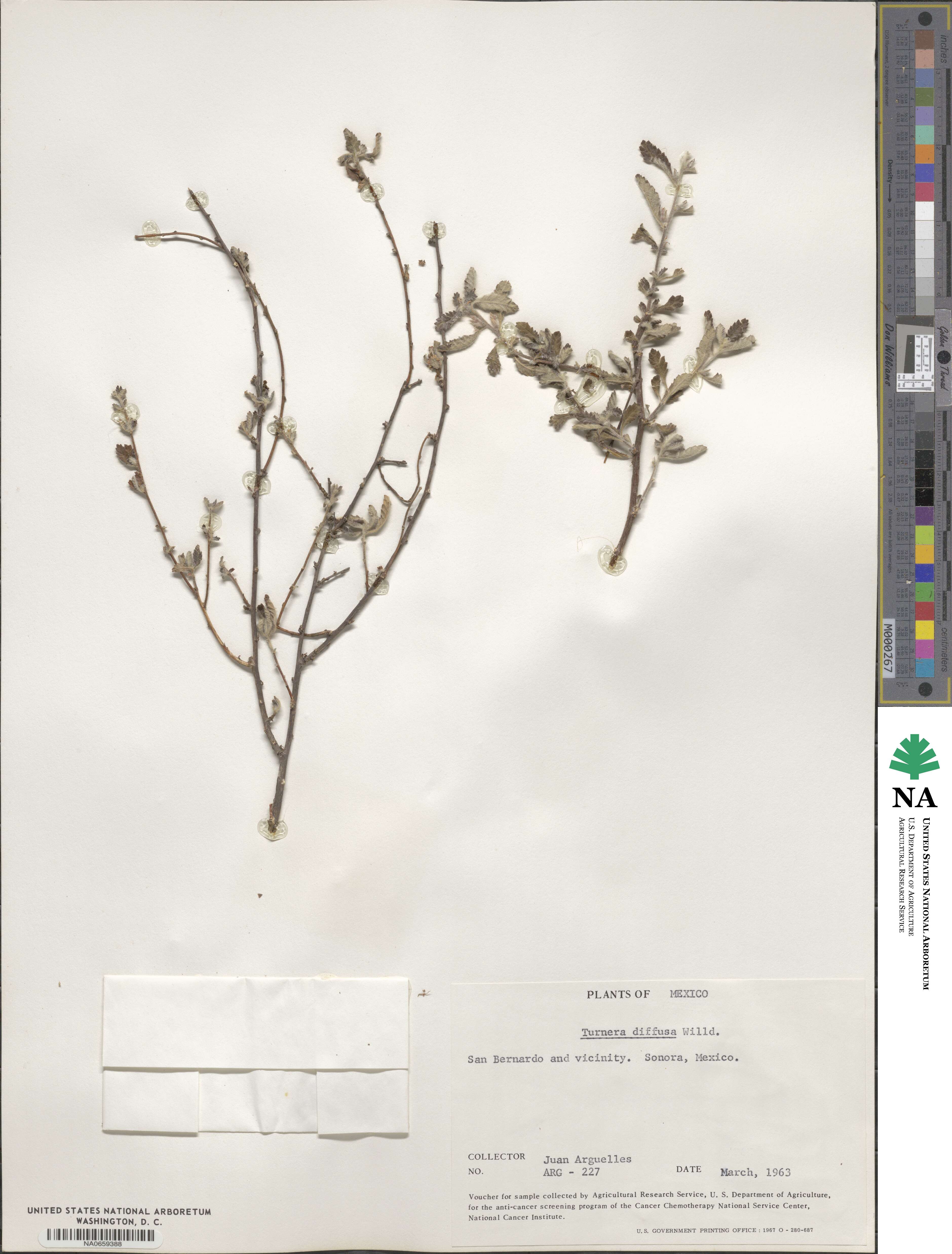 Turnera diffusa image