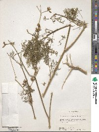 Trepocarpus aethusae image