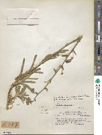 Image of Malesherbia linearifolia