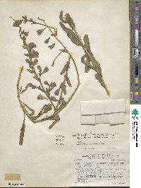 Malesherbia linearifolia image