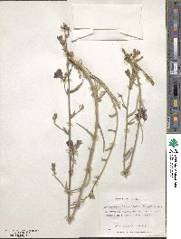 Malesherbia linearifolia image