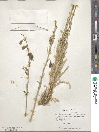 Malesherbia linearifolia image