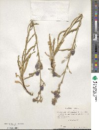 Malesherbia linearifolia image