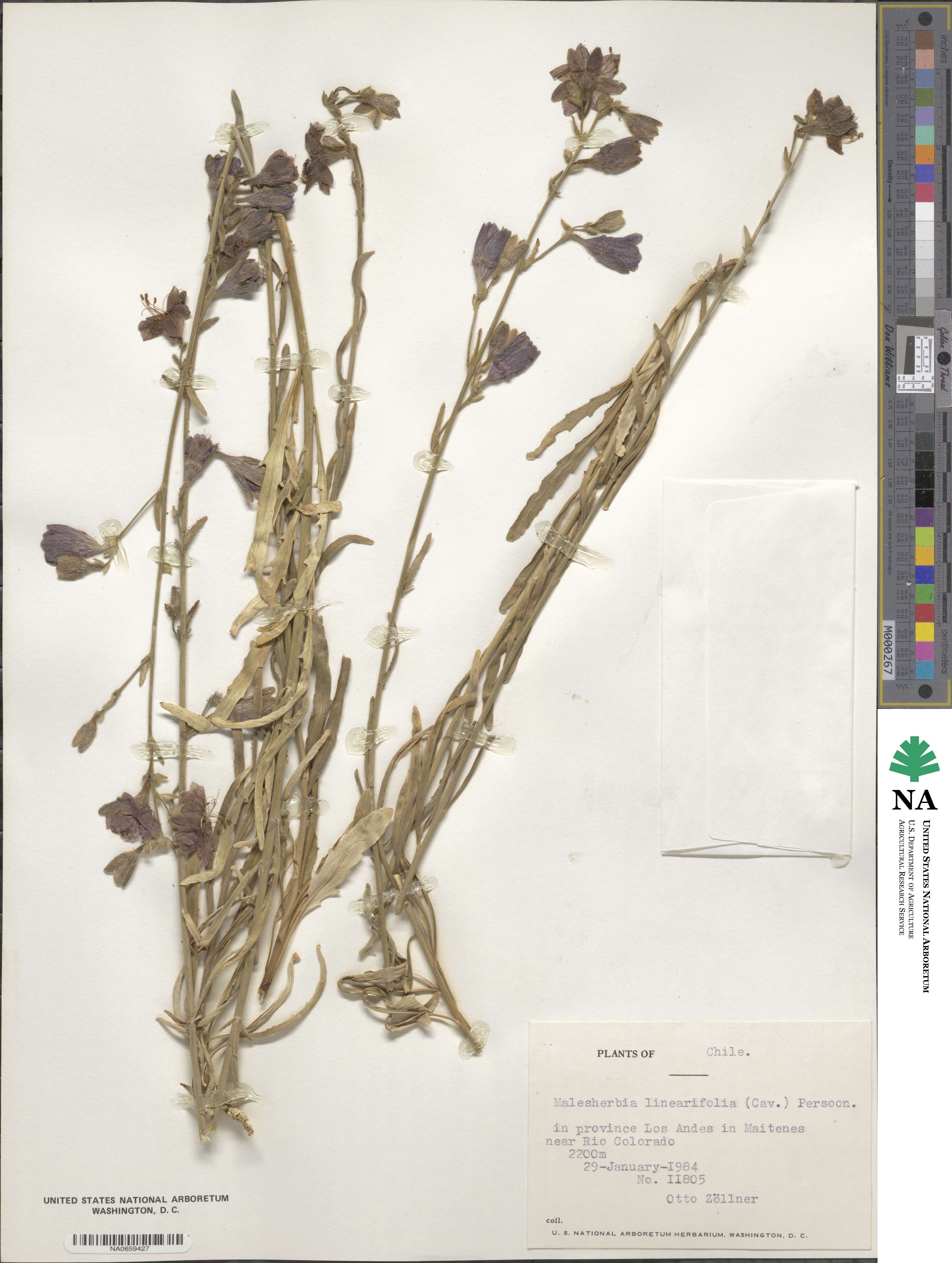 Malesherbia linearifolia image