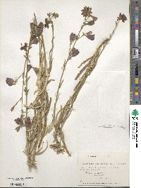 Malesherbia linearifolia image