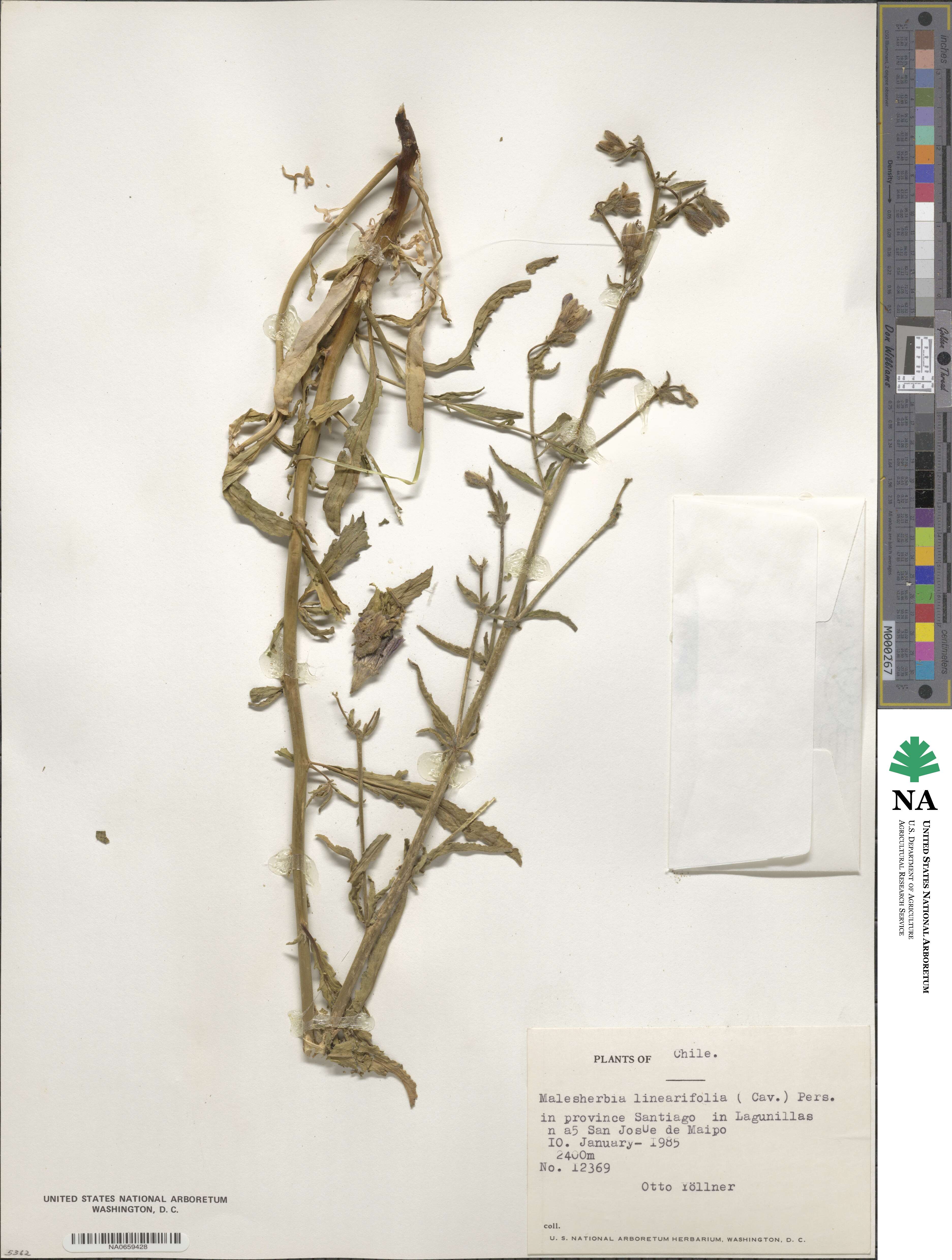 Malesherbia linearifolia image