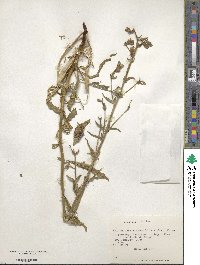 Malesherbia linearifolia image