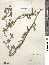 Malesherbia linearifolia image