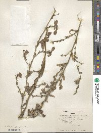 Malesherbia linearifolia image