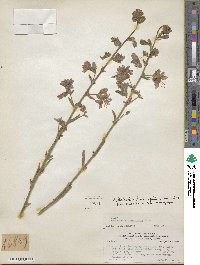 Malesherbia linearifolia image