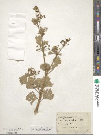 Apium graveolens image