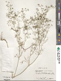 Cyclospermum leptophyllum image