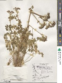 Apium prostratum subsp. prostratum image