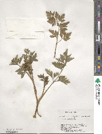 Apium prostratum subsp. prostratum image