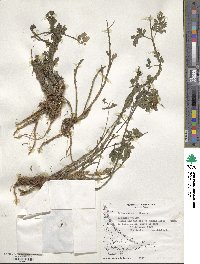 Apium prostratum subsp. prostratum image