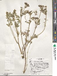 Apium prostratum subsp. prostratum image