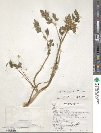 Apium prostratum subsp. prostratum image