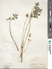 Apium prostratum subsp. prostratum image