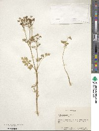 Apium prostratum subsp. prostratum image