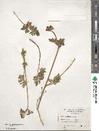 Apium prostratum subsp. prostratum image