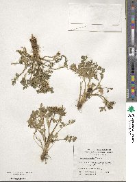 Apium prostratum subsp. prostratum image