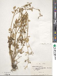 Apium prostratum subsp. prostratum image