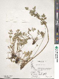 Apium prostratum subsp. prostratum image