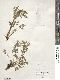 Apium prostratum subsp. prostratum image