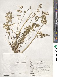 Apium prostratum subsp. prostratum image