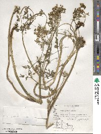 Apium prostratum subsp. prostratum image